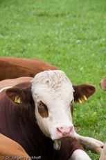 Hausrind (143 von 174).jpg